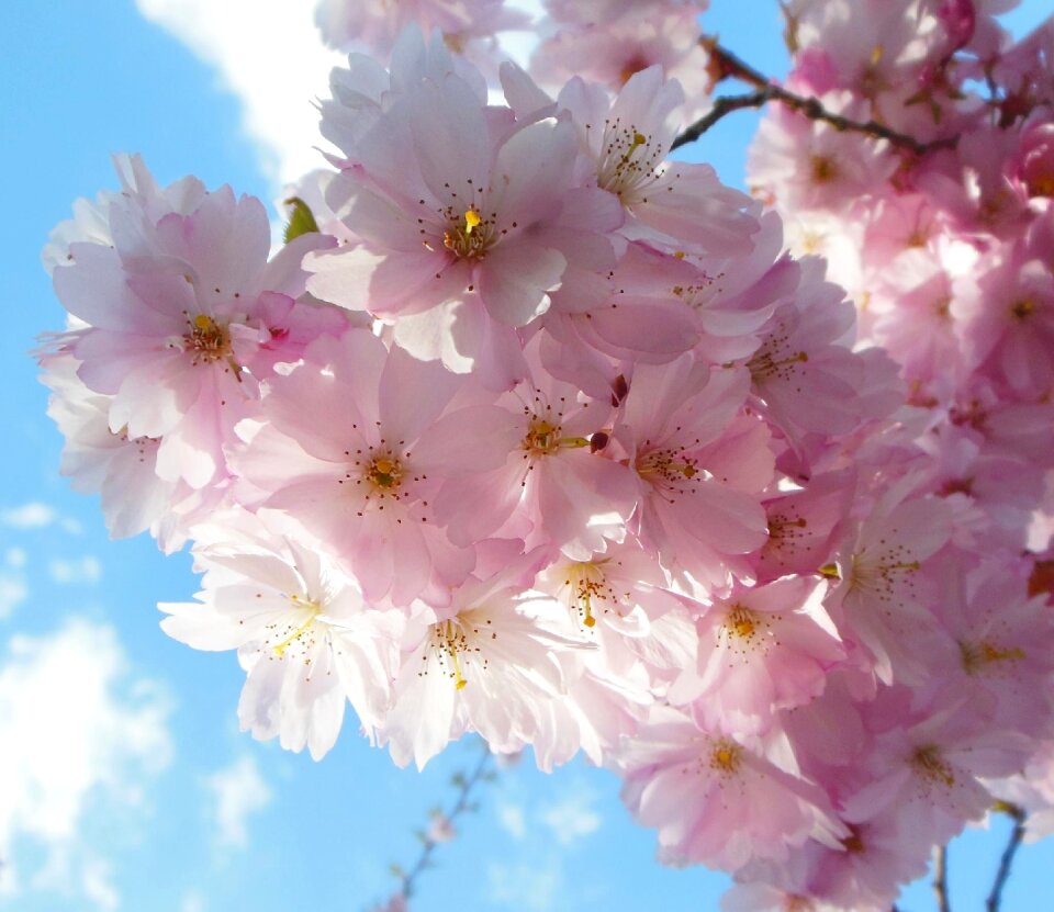 Spring pink macro photo
