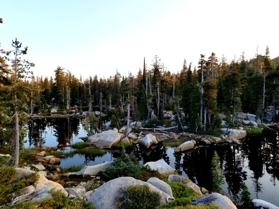 Water nature forest