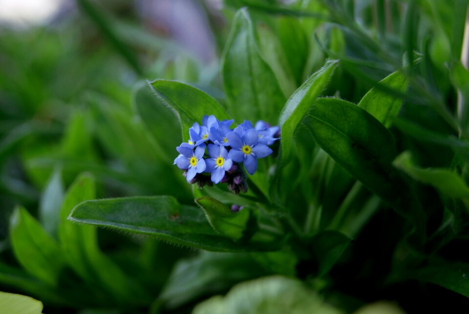 Plant spring nature