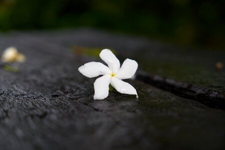 Stand alone background flowers photo