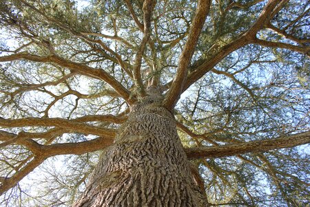 Centenary wood branches