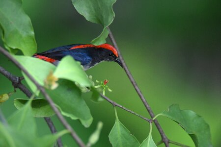 Dicaeum cruentatum dicaeidae birds