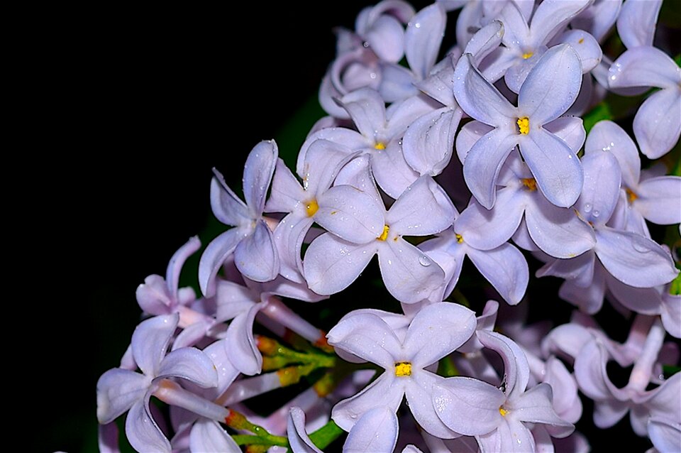 Spring white nature