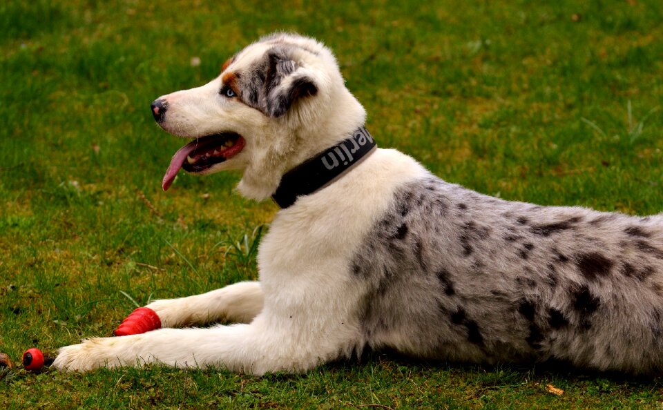 Playful cute playing dog