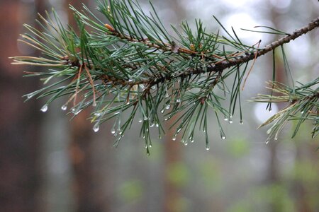 The branch of a tree coniferous tree pine branch photo