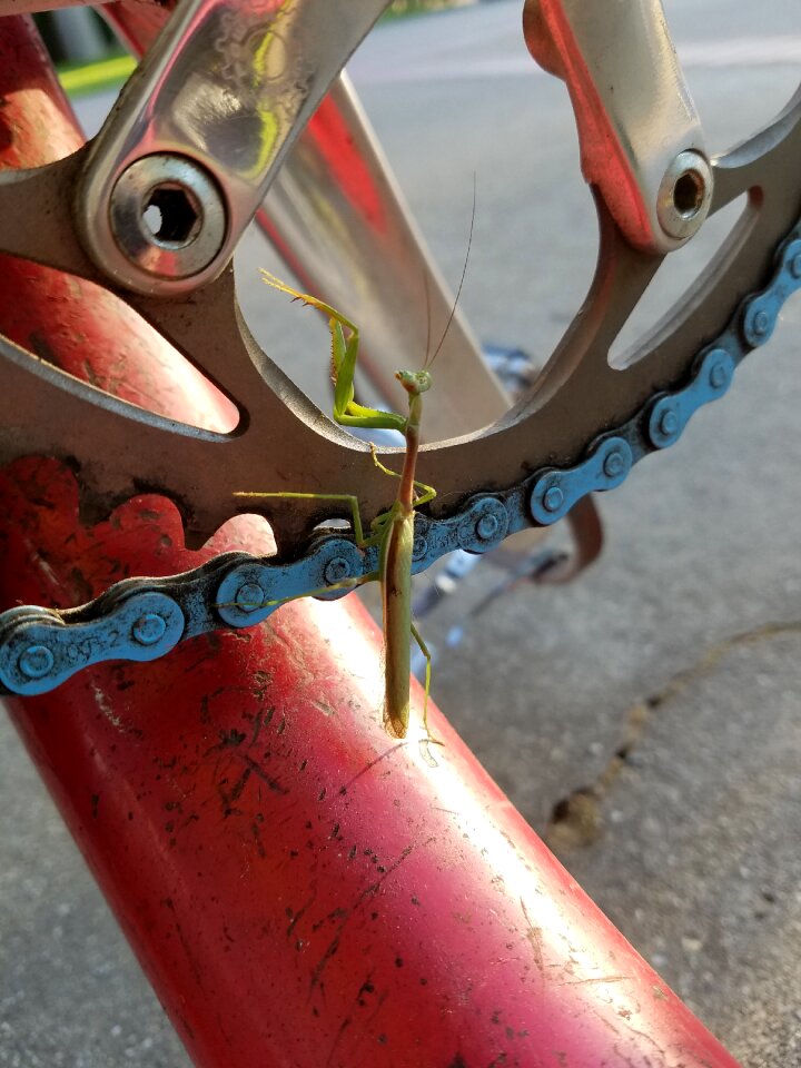 Insect praying bike chain