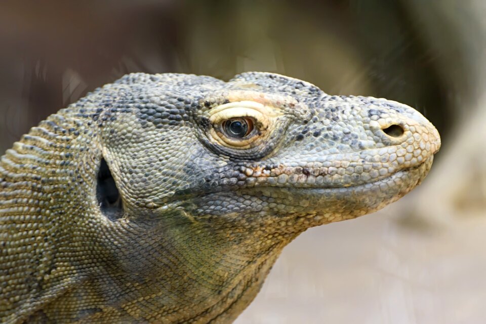Reptiles komodo dragon zoo