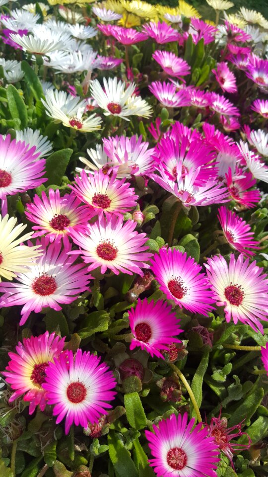 Public sentiment spring flowers pink