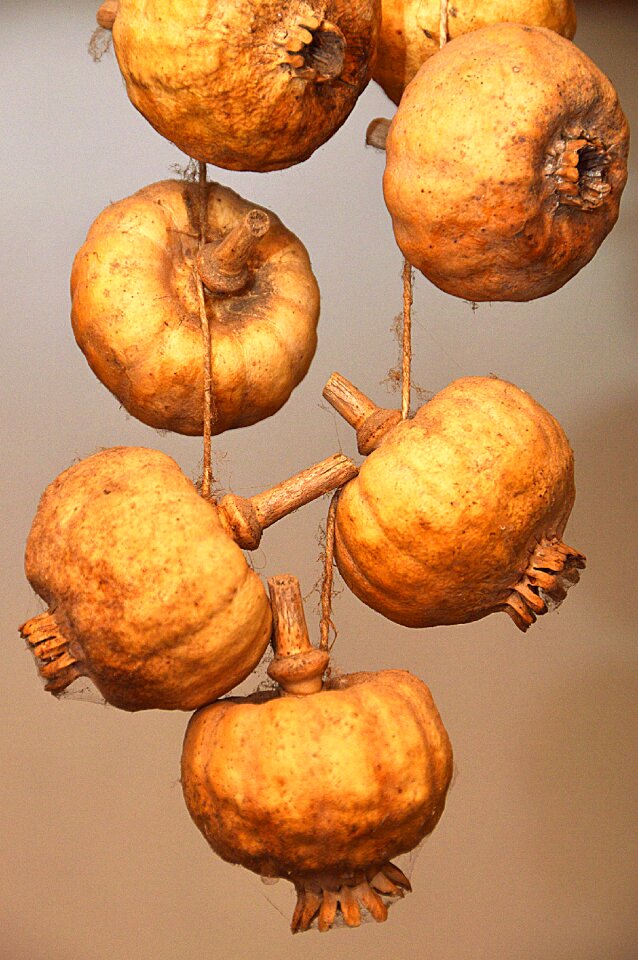 Poppy dried plant