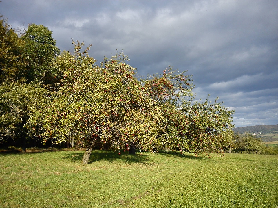 Autumn tree autumn light