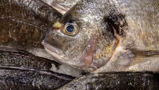 Fish fishing fish shop photo