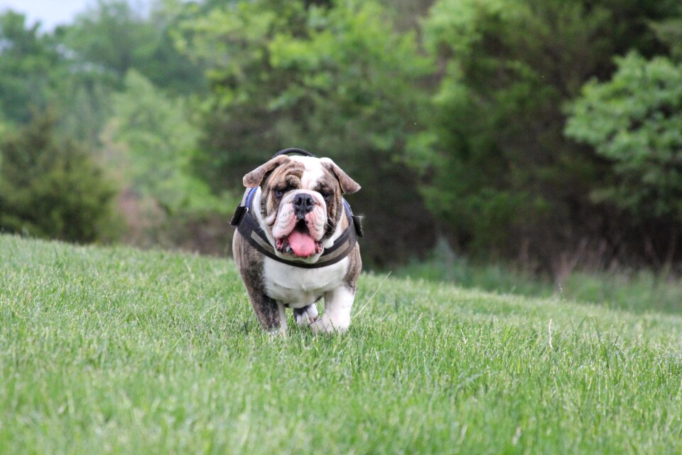 Bulldog english bulldog