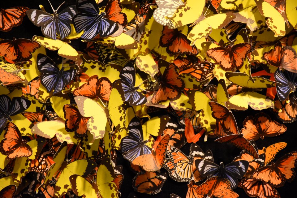 Butterfly art all the colours