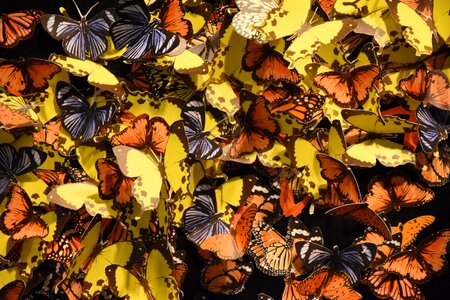 Butterfly art all the colours