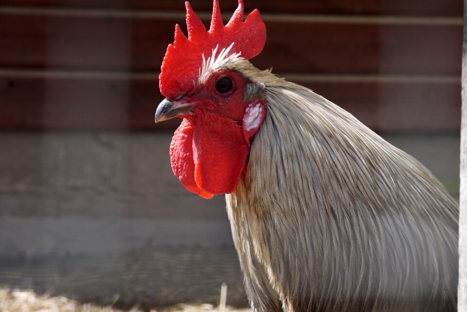 Animals bird mohawk hairstyle