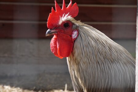 Animals bird mohawk hairstyle photo