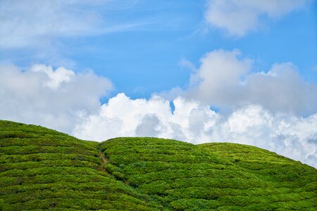 Tree grass cloud photo