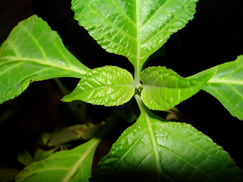 Salvia salvia divinorum sage