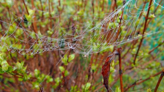 Arachnid network spider's web