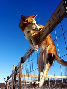Dog husky sun