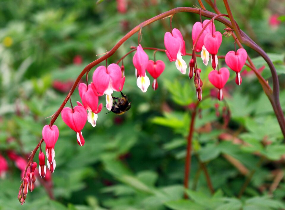 Pink bumblebee garden