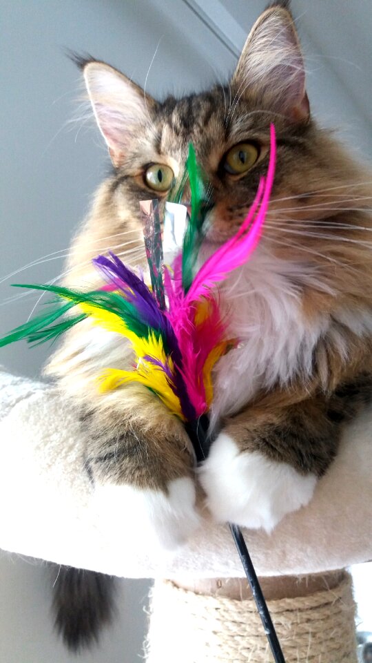 Cat whisk Free photos