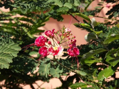 Flower nature cerrado