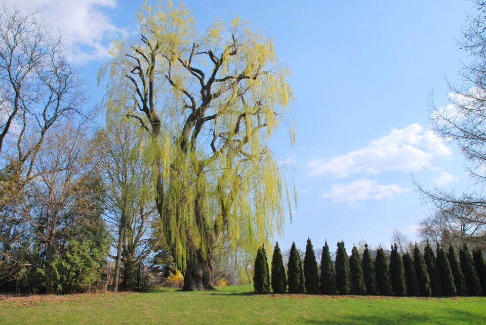 Green tree outdoor photo