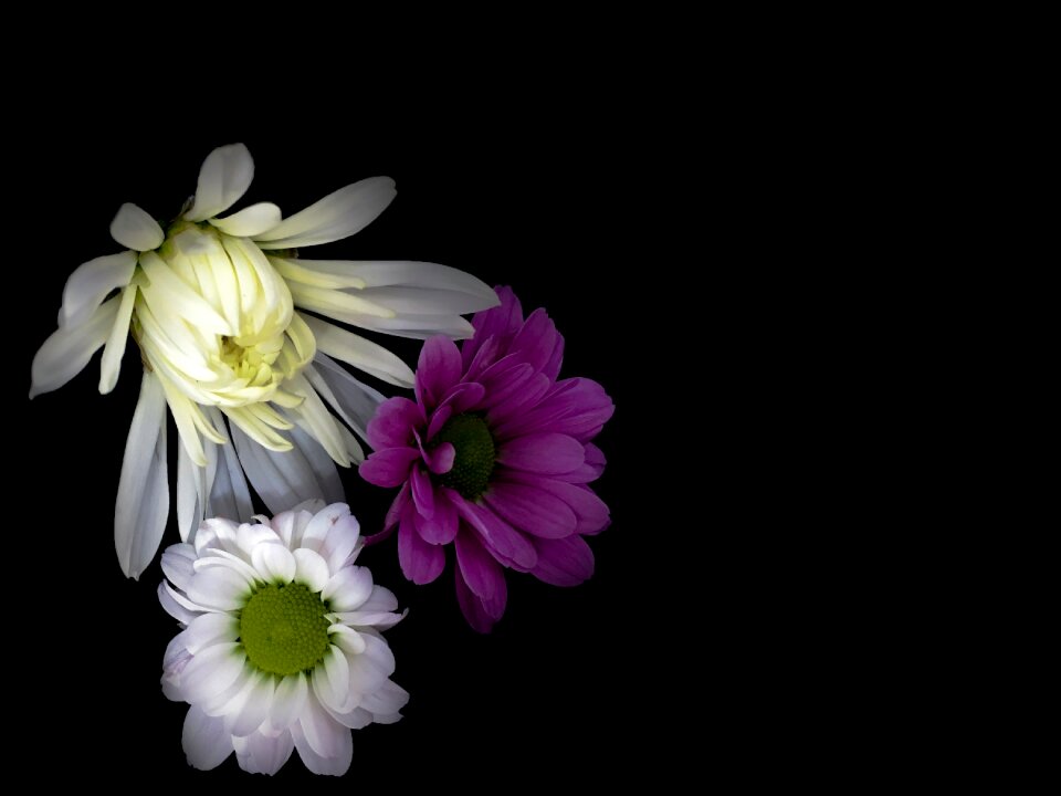 Floral summer blossom