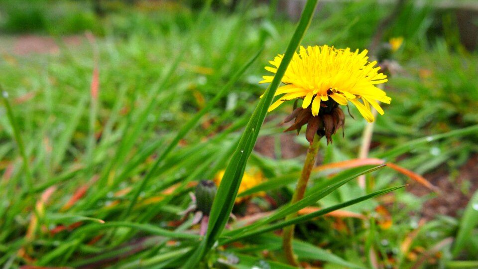 Spring plant meadow photo