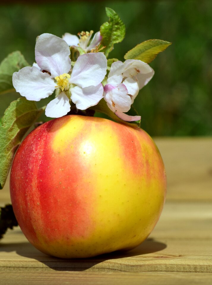 Blossom bloom fruit
