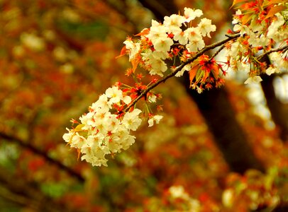 Cherry blossoms spring pink