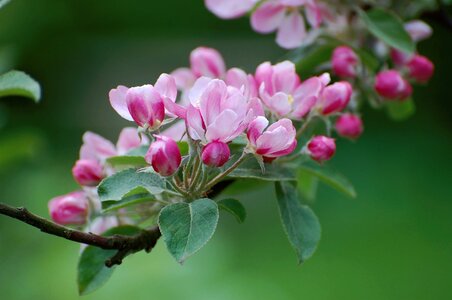 Spring pink red