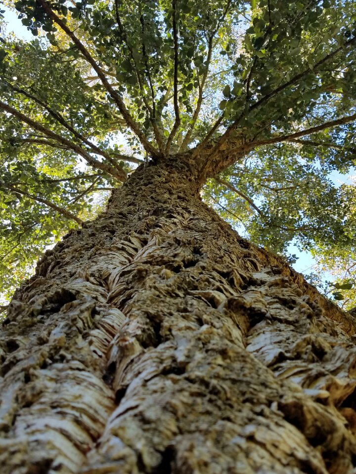 Texture nature wood