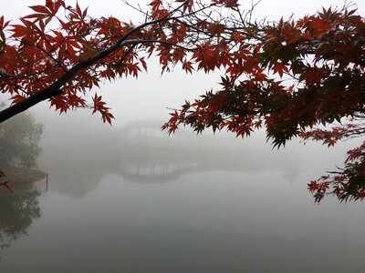 Red leaves fog lake photo