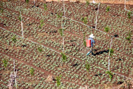Fertilizer field workers bauer