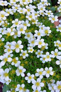 White flower spring summer flowers