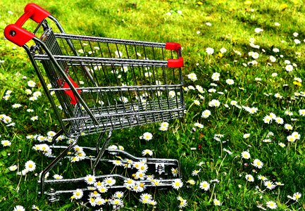 Sale meadow daisy