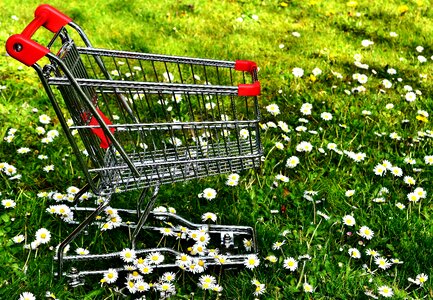 Sale meadow daisy photo