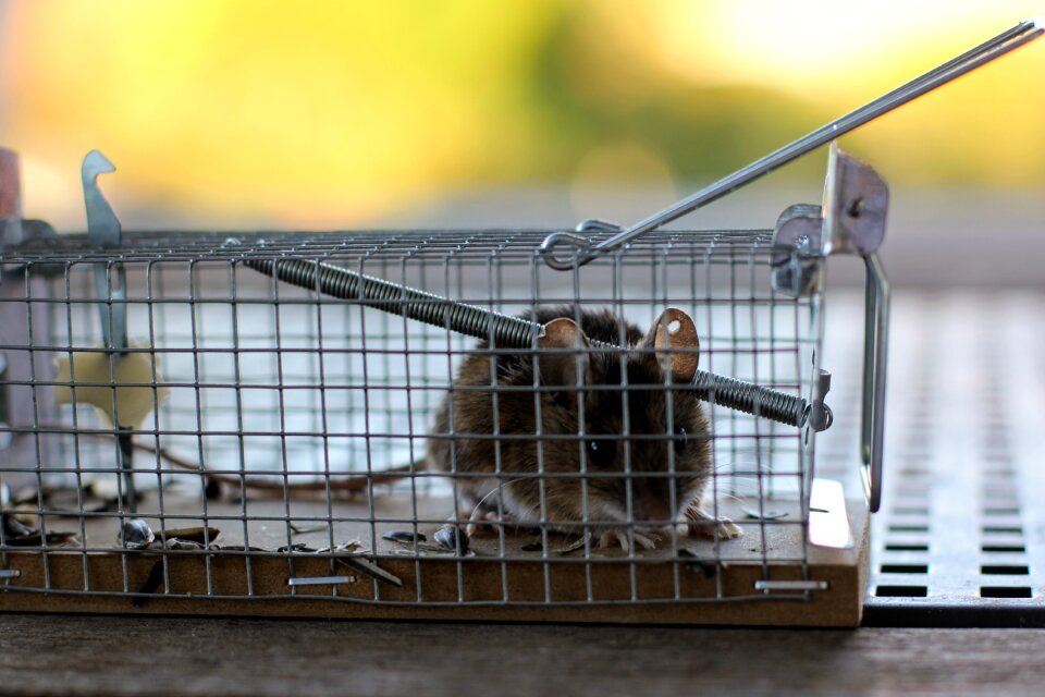Nager animal caught
