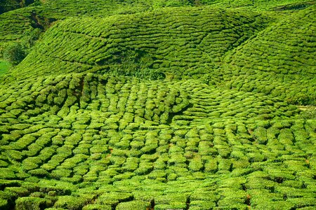 Landscape nature peace