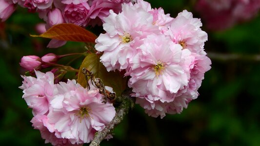Vernal spring flowers flowering tree
