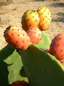Prickly pear thorny thorns photo