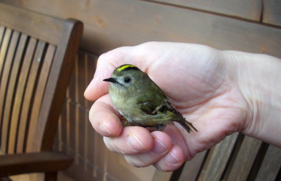 Nature sit security