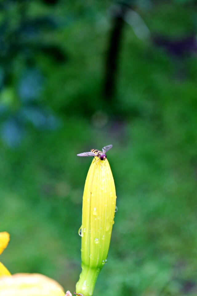 Macro garden green