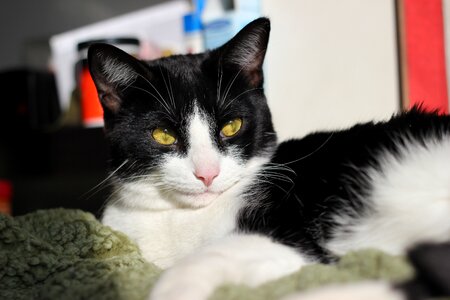 Portrait pet