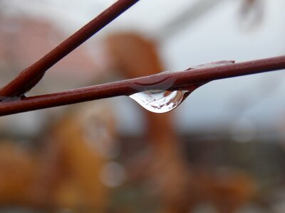 Rain drops of water branch photo