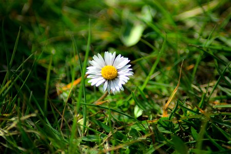 Grass day