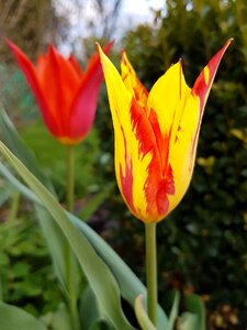 Flowers spring tulips photo