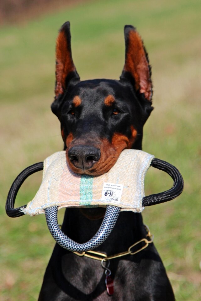 Fejkép dog portrait